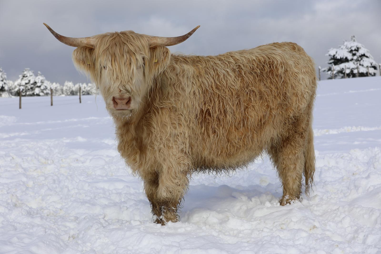 Bovini Highland - Tradizione scozzese